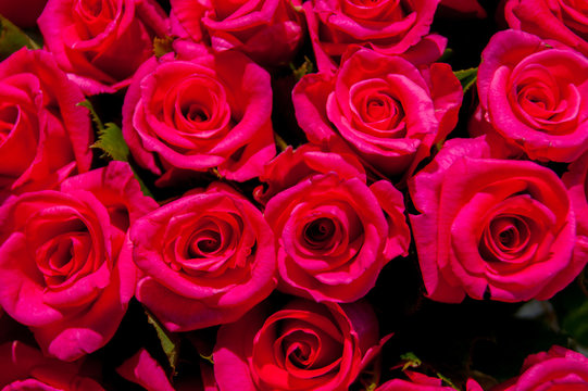 The background is red roses. Horizontal photo. Gift, bouquet, happy Valentine's Day, Valentine's Day
