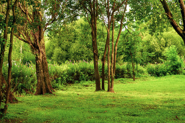 Summer Park landscape. Trees and grass.
