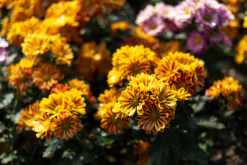 Flor Crisantemos Amarillo-rojo acercamiento
