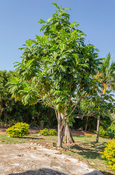 Breadfruit Tree