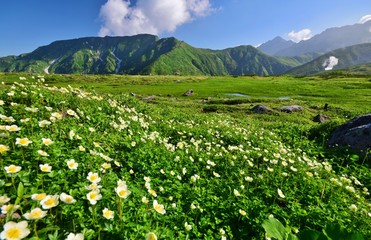 Fototapeta na wymiar Early summer scenery in Tateyama alpine, Japan
