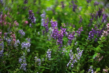 blue flowers in the garden