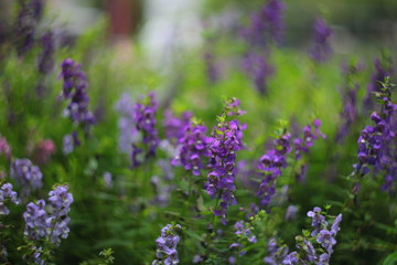 blue flowers in the garden