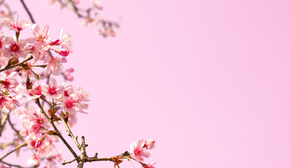 Naklejka na ściany i meble Spring background with pink flowers and copy space