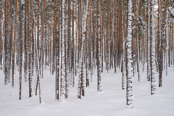 Dense pine forest. Tree trunks are covered with snow