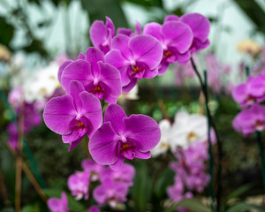 Naklejka na ściany i meble Flor Orquídea polilla, Phalaenopsis amabilis,