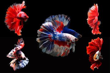 group of colorful splendens .Siamese fighting fish in moving moment fighting. pla kad Thai isolate on black background.