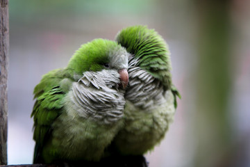 Lovebirds 