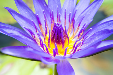 Purple lotus