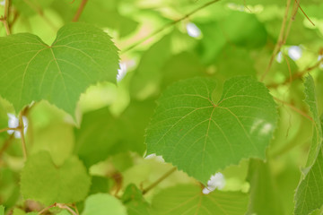 Leaf tree in Nature garden