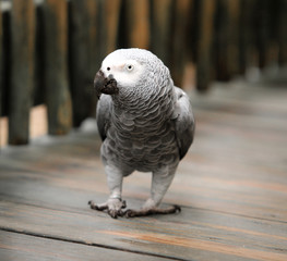 African Grey Bird / Parrot 