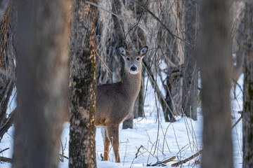 Doe in winter