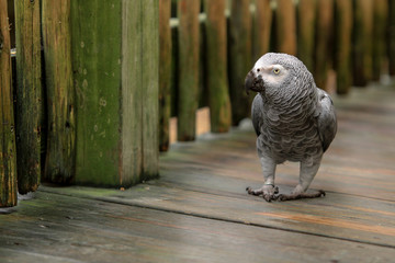 African Grey Bird / Parrot 