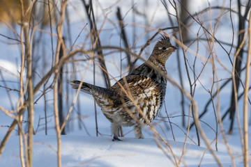 Grouse in woods