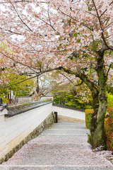 Cherry Blossom Road in Kyoto, Japan