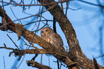 Barred owl at sunset