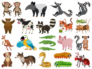 Obraz na płótnie Canvas Set of isolated objects theme animals