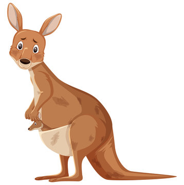 Injured kangaroo on white background