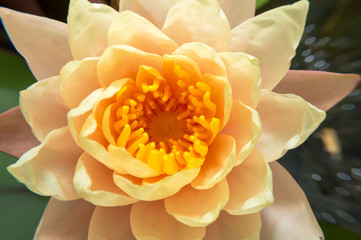 Yellow lotus flower