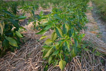 Green Chilli tree In the chili field