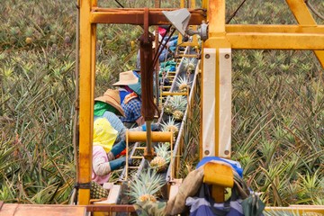 Pineapple Harvest, north shore honolulu hawaii