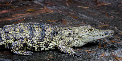 Juvenile Crocodile 