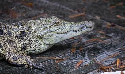 Juvenile Crocodile 