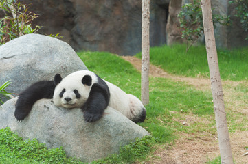 Adorable giant panda bear sleeping in zoo