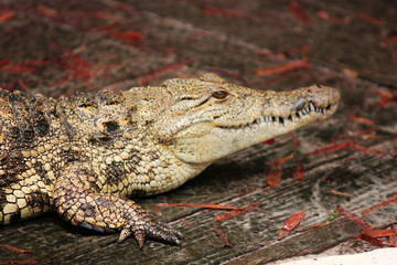 Crocodile Face 