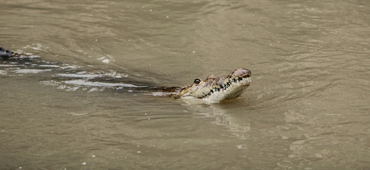 Alligator in the Water 