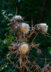 dried up donkey prick buildingly stood