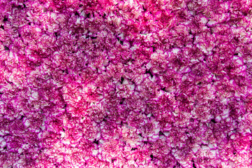 Texture of sweet pink carnation flowers as background