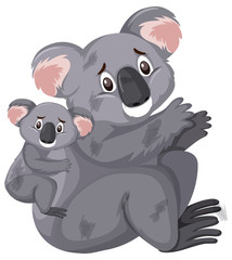 Sad looking koalas on white background