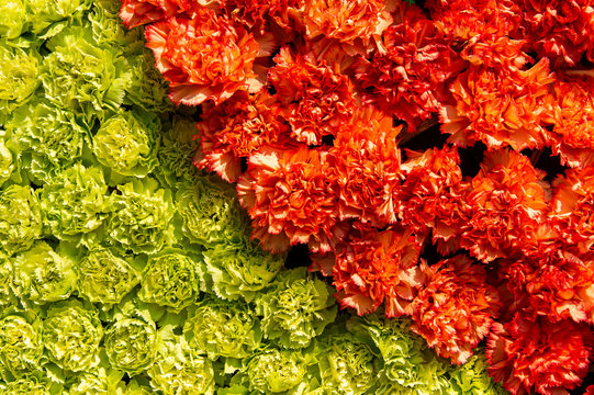 Closeup beautiful fresh blooming yellow and red flowers arrangement as texture background