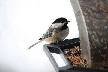 Black-capped chickadee on a bird feeder