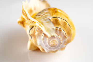 Summer holidays background. Trendy natural organic color seashell on white backdrop. Summer is coming concept. Soft focus