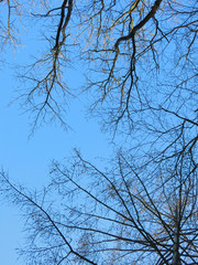 Fototapeta na wymiar branches of trees without leaves against the blue sky