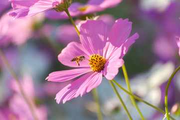 Fototapeta premium Bees and pink flowers