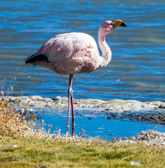 Flamingo farages on the lake in Bolivia