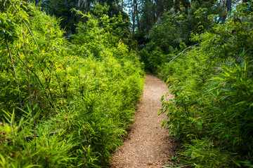 Forest with bamboo trees