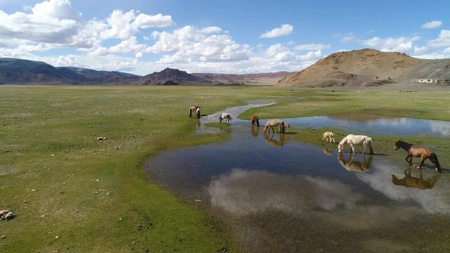 A herd of horses grazes in the alpine steppe against the backdrop of dry rocky mountains near the lake Tolbonuur. Khovd province, Western Mongolia.
