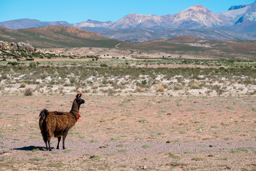 Bolivian Llama decorated with red yarn tassels in the wild