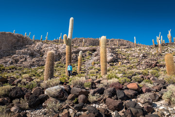 Woman stands near the huge cactuses on the Cactus Island (Isla Incahuasi) in the middle of Salar de...