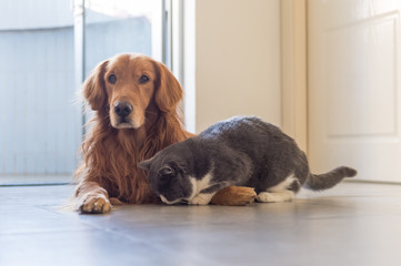 British shorthair and golden retriever