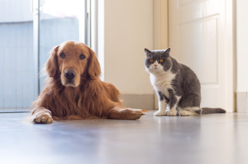 British shorthair and golden retriever