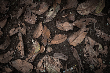 bark of a tree