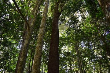 trees in the forest