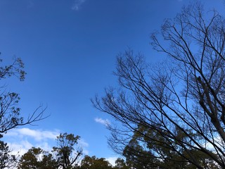 tree and blue sky