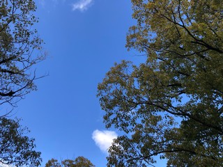tree and sky