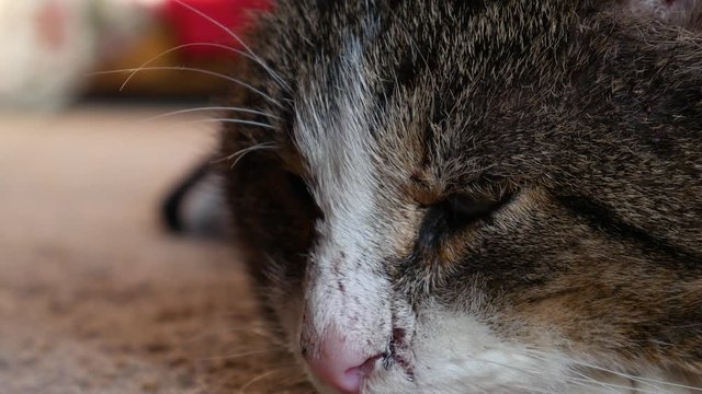 A beautiful big brown cat lies on the cofre and turns on the camera. The striped cat looks at the camera at close range. The cat's muzzle is close-up.